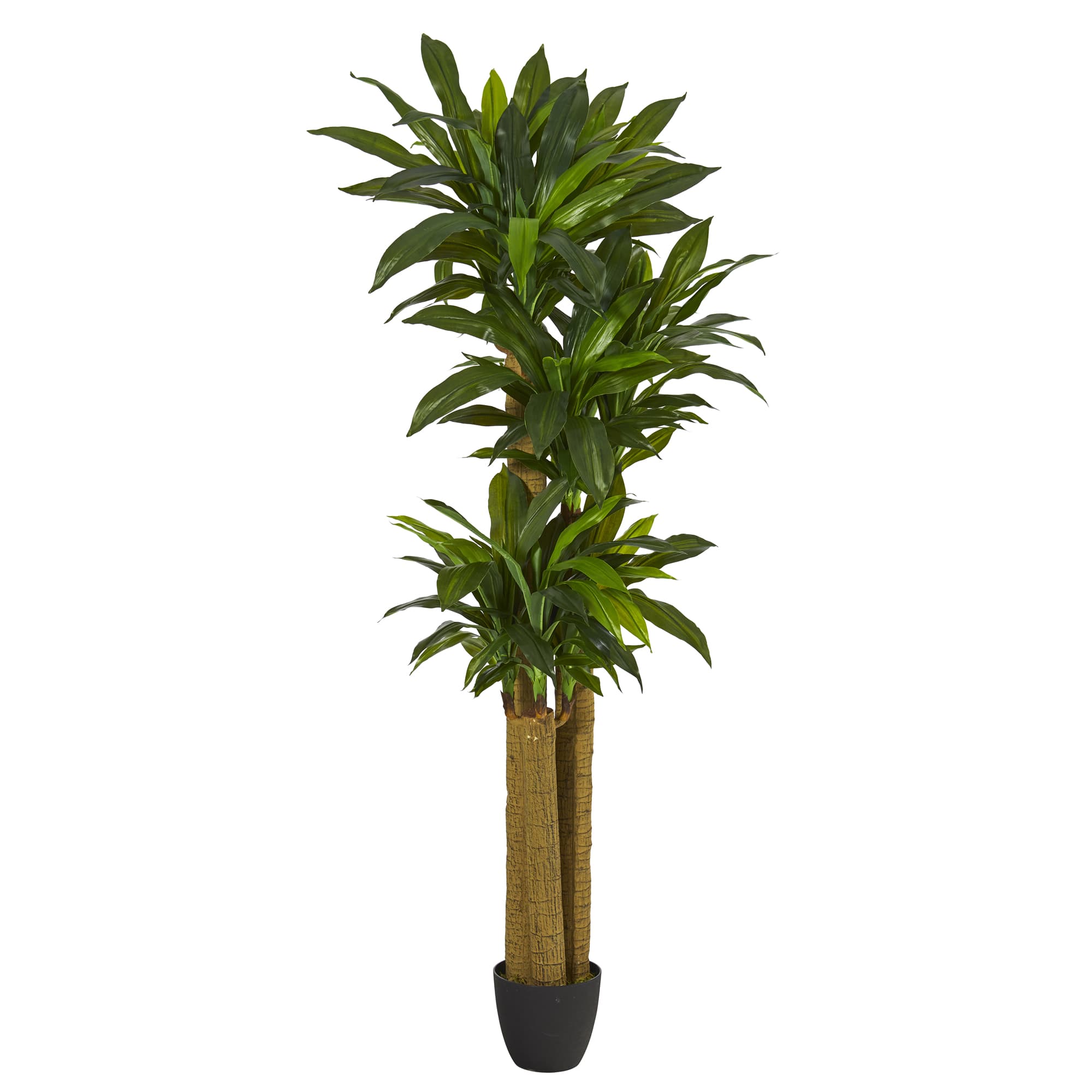 6ft. Potted Corn Stalk Dracaena